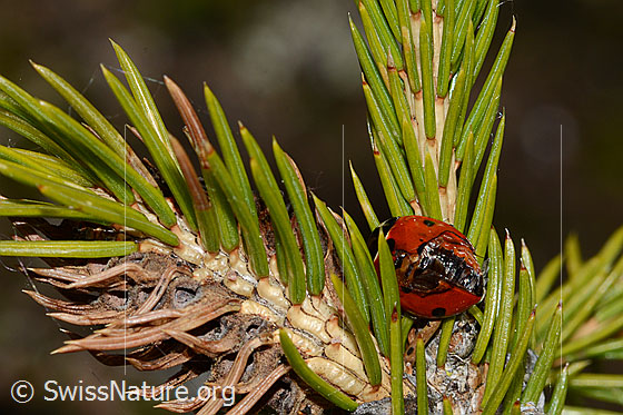 Photo: Coccinella septempunctata on Picea abies. Length 5.2 - 8mm. View from behind top. The beetle has damaged wings.