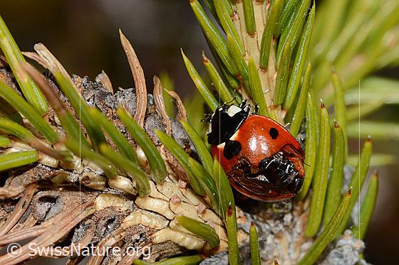 Photo: Coccinella septempunctata on Picea abies. Length 5.2 - 8mm. View from above. The beetle has damaged wings.