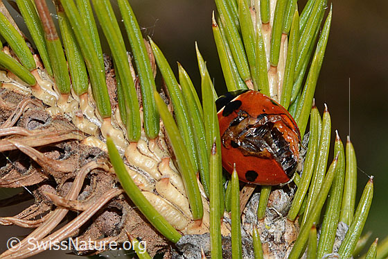 Photo: Coccinella septempunctata on Picea abies. Length 5.2 - 8mm. View from behind top. The beetle has damaged wings.