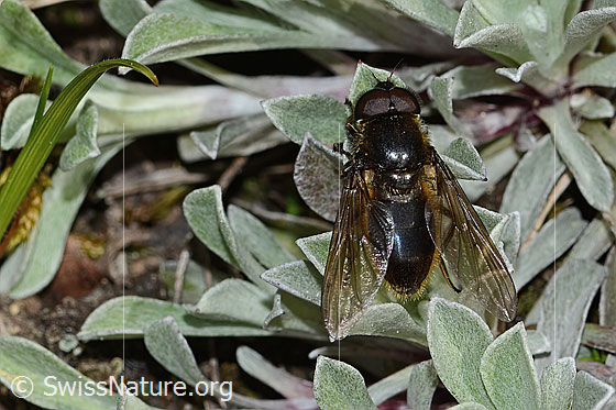 Foto: Wahrscheinlich Wiesen-Erzschwebfliege (Cheilosia chloris). Länge 11mm. Männchen. Flügel leicht geöffnet. Ansicht von oben.