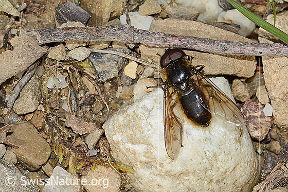 Foto: Wahrscheinlich Wiesen-Erzschwebfliege (Cheilosia chloris). Länge 11mm. Männchen. Flügel leicht geöffnet. Ansicht von oben.