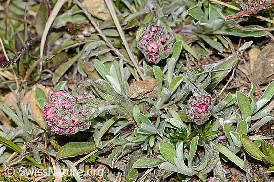 Foto: Gemeines Katzenpfötchen (Antennaria dioica). Ganze Pflanze (Habitus). Ansicht von oben.