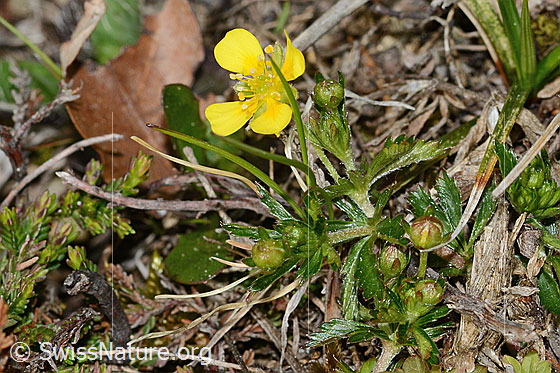 Foto: Blutwurz (Potentilla erecta). Ganze Pflanze (Habitus).