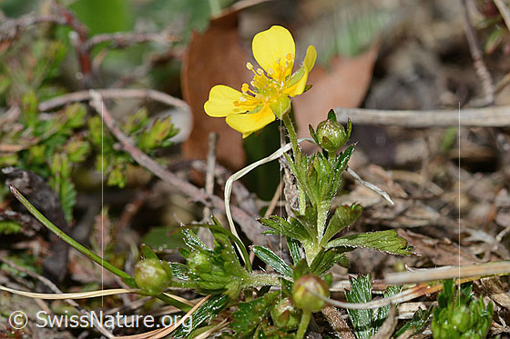 Foto: Blutwurz (Potentilla erecta). Blüte, Stängel und Knospe.