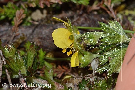 Foto: Blutwurz (Potentilla erecta). Kelch und Blattunterseite.