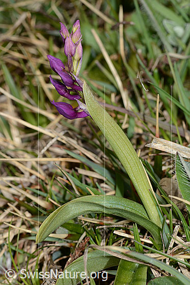 Photo: Orchis mascula. Whole plant (habiti). The inflorescence is protected by a bract during formation.