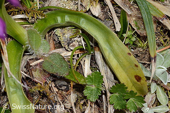 Photo: Orchis mascula. Basal leaf.