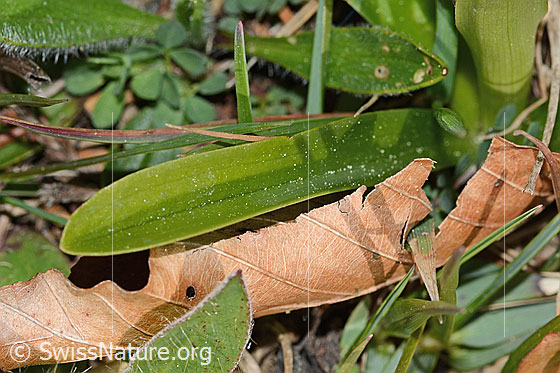 Photo: Orchis mascula. Basal leaf.