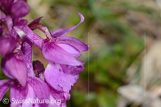 Photo: Orchis mascula. Blossom. View from the side.