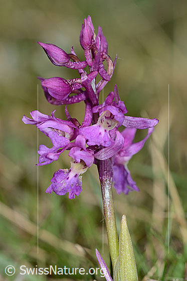 Photo: Orchis mascula. Inflorescence.