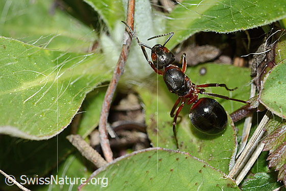 Foto: Rote Waldameise (Formica rufa). Länge 11mm. Königin. Ansicht von oben.