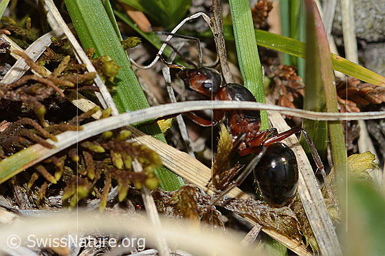 Foto: Rote Waldameise (Formica rufa). Länge 11mm. Königin. Ansicht von der Seite.