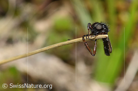 Photo: Probably Bibio johannis. Length 8mm. Male. View from the front.