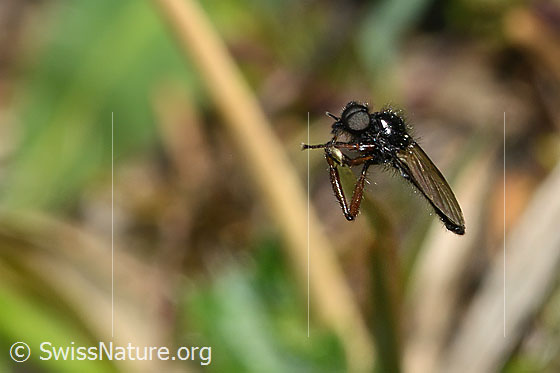 Photo: Probably Bibio johannis. Length 8mm. Male. View from the side.
