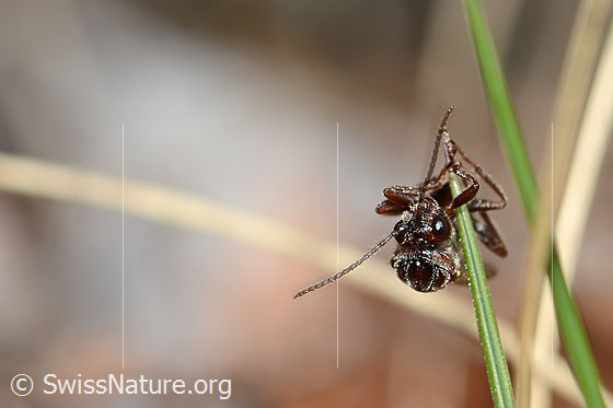 Foto: Wahrscheinlich Eichenrosengallwespe (Andricus foecundatrix). Länge 7mm. Wird auch Andricus fecundato genannt. Ansicht von vorne.