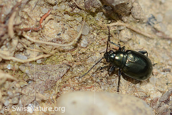 Foto: Unechter Kohlerdfloh (Altica oleracea). Länge 3.5mm. Ansicht von oben.
