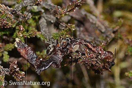Photo: Formica rufa. Length 7mm. View from the side above. The ant is making a mess of a dried-out earthworm.