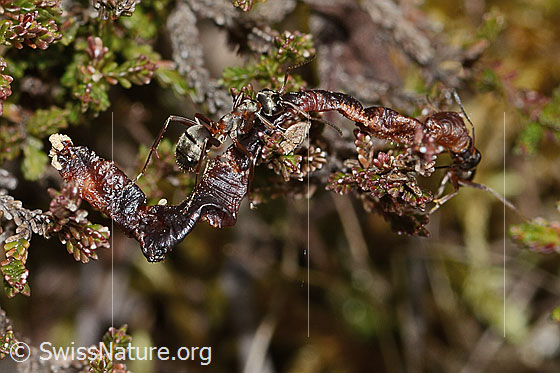 Photo: Formica rufa. Length 7mm. View from the side above. The ant is making a mess of a dried-out earthworm.