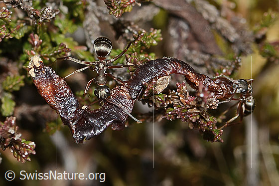 Photo: Formica rufa. Length 7mm. View from above. The ant is making a mess of a dried-out earthworm.