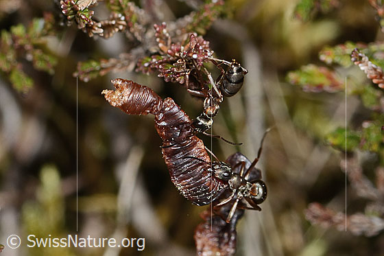 Foto: Rote Waldameisen (Formica rufa). Länge 7mm. Die Ameisen machen sich an einem ausgetrockneten Regenwurm zu schaffen.