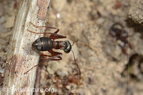 Foto: Rote Waldameise (Formica rufa). Länge 4 - 9mm. Ansicht von hinten.