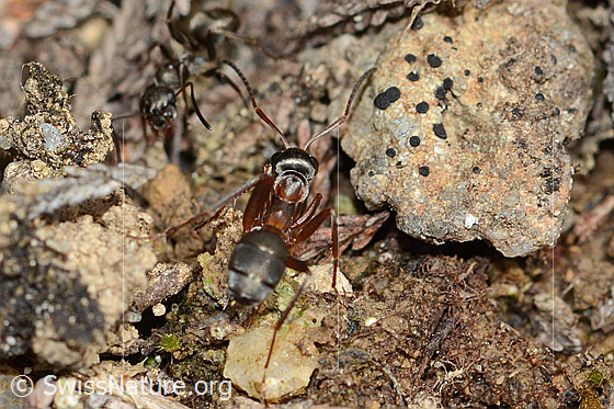 Photo: Formica rufa. Length 4 - 9mm. View from behind top.