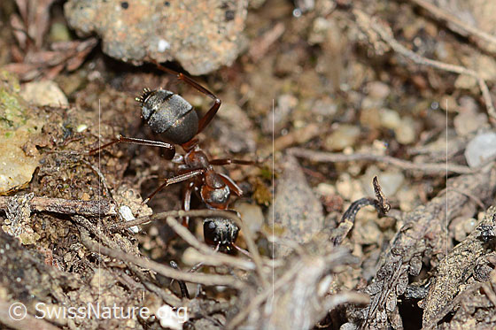 Foto: Rote Waldameise (Formica rufa). Länge 4 - 9mm. Ansicht von der Seite.