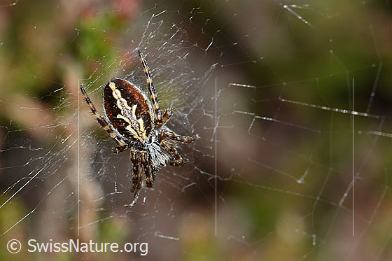 Photo: Aculepeira ceropegia. View from above.