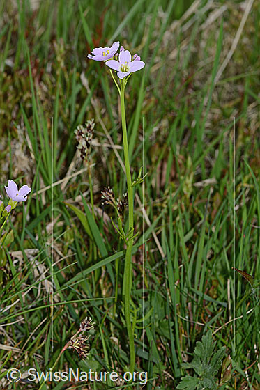 Foto: Wiesen-Schaumkraut (Cardamine pratensis). Ganze Pflanze (Habitus).