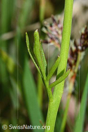 Photo: Cardamine pratensis. Stem and stem leaf. Leaf underside.