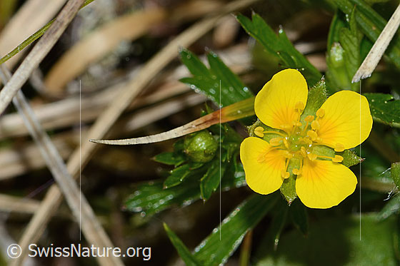 Foto: Blutwurz (Potentilla erecta). Blüte.