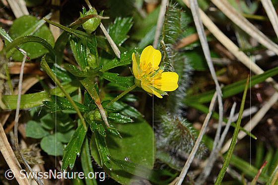 Foto: Blutwurz (Potentilla erecta). Ganze Pflanze (Habitus).