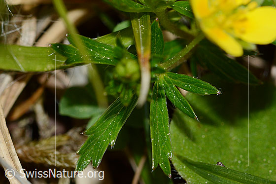 Foto: Blutwurz (Potentilla erecta). Blatt.