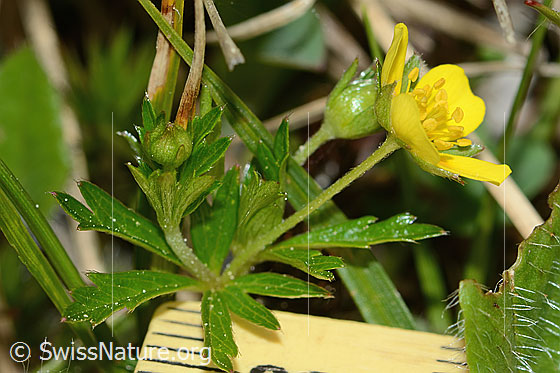 Foto: Blutwurz (Potentilla erecta). Ganze Pflanze (Habitus). Ansicht von der Seite.