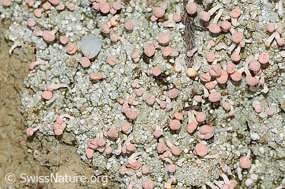 Foto: Rosafarbene Köpfchenflechte (Dibaeis baeomyces). Ganze Flechte (Habitus).