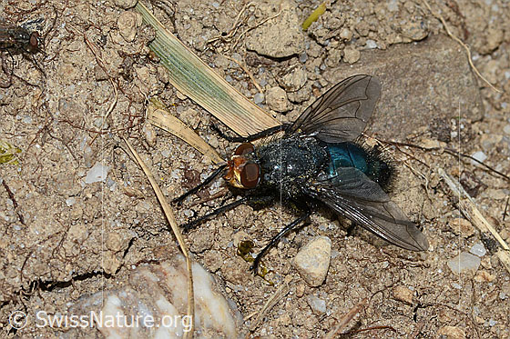 Foto: Totenfliege (Cynomya mortuorum). Länge 14mm. Ansicht von vorne oben.