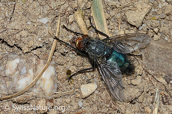 Foto: Totenfliege (Cynomya mortuorum). Länge 14mm. Ansicht von seitlich oben.