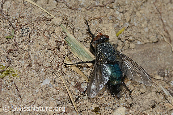 Photo: Cynomya mortuorum. Length 14mm. View from behind top.