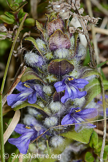 Foto: Kriechender Günsel (Ajuga reptans). Blüten.