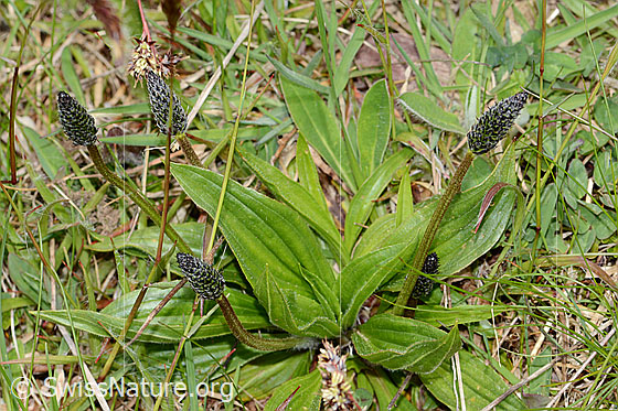 Foto: Spitz-Wegerich (Plantago lanceolata). Ganze Pflanze (Habitus).