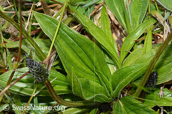 Foto: Spitz-Wegerich (Plantago lanceolata). Blätter.