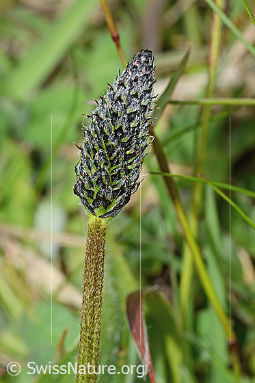 Foto: Spitz-Wegerich (Plantago lanceolata). Stängel und verblühte Blüte.