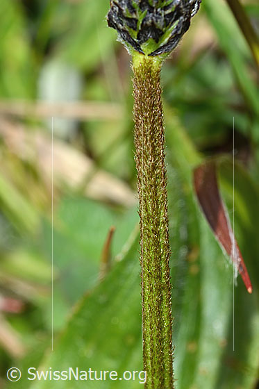 Foto: Spitz-Wegerich (Plantago lanceolata). Stängel.