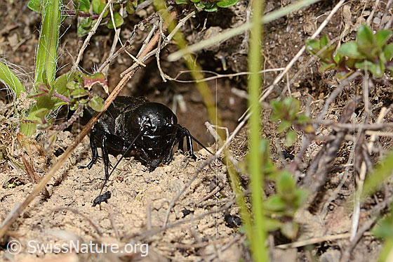 Foto: Feldgrille (Gryllus campestris). Letztes Nymphenstadium. Ansicht von vorne.