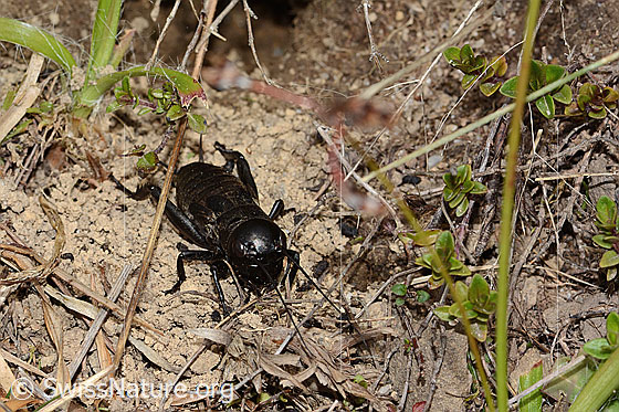 Foto: Feldgrille (Gryllus campestris). Letztes Nymphenstadium. Ansicht von seitlich vorne oben.