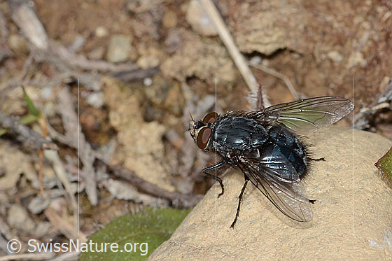 Foto: Calliphora vicina (Schmeissfliege). Länge 13mm. Männchen. Ansicht von hinten oben.