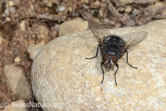 Foto: Calliphora vicina (Schmeissfliege). Länge 13mm. Männchen. Ansicht von vorne.