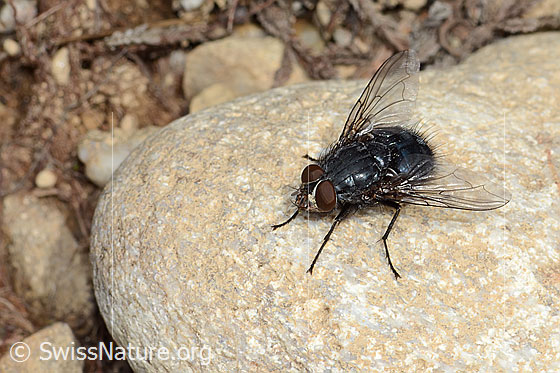 Photo: Calliphora vicina. Length 13mm. Male. View from top front.
