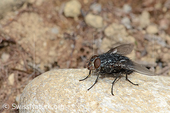 Foto: Calliphora vicina (Schmeissfliege). Länge 13mm. Männchen. Ansicht von schräg vorne.