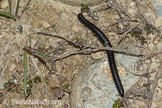 Photo: Probably Tachypodoiulus niger. Length 40mm.